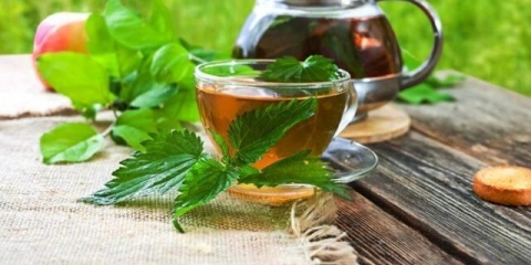 Čaj od koprive: koristi i štete, recepti, recenzije